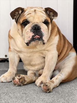 *JIGGLYPUFF, English Bulldog, adult, available for adoption