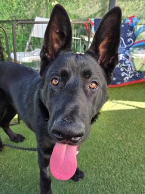 *DALTON, German Shepherd Dog, young, available for adoption