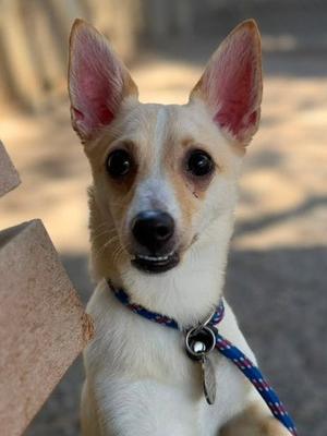 *MAGIKARP, Chihuahua, young, available for adoption
