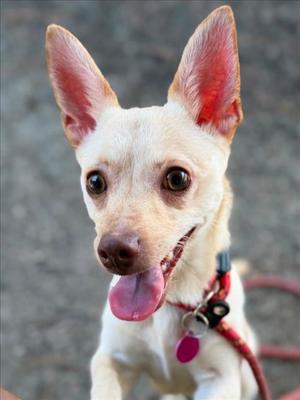 *MUDKIP, Chihuahua, young, available for adoption