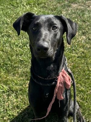 *SIRIUS, Doberman Pinscher, young, available for adoption