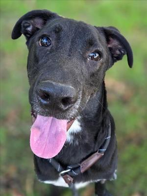 A black dog with a pink tongue sticking out, looking up at the camera.