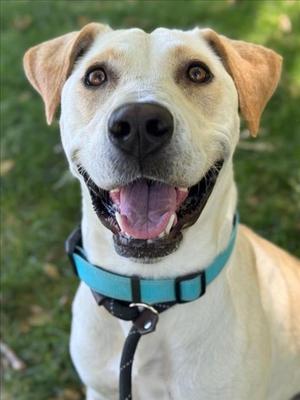 *TWIX, Labrador Retriever, adult, available for adoption