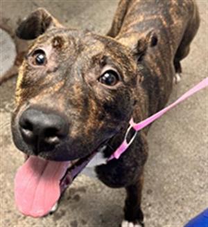 *AQUAMARINE, Pit Bull Terrier, young, available for adoption