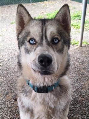 *CAPRI, Husky, adult, available for adoption