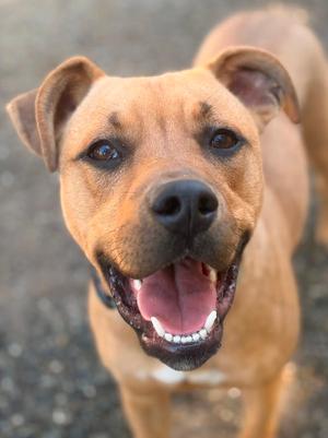 *PICHU, Pit Bull Terrier, young, available for adoption