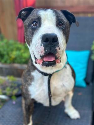 *MEATBALL SUB, Pit Bull Terrier, adult, available for adoption