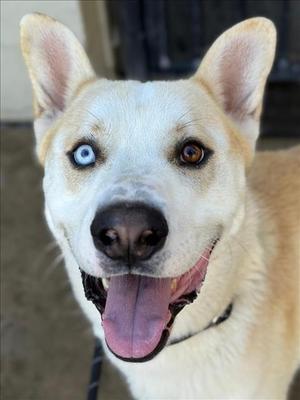 *MARGARINE, Husky / German Shepherd Dog, adult, available for adoption