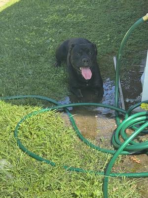 A black dog with its tongue out lies in a puddle of water on a grassy area, with a green garden hose coiled in the foreground.