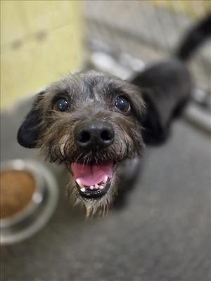 A happy dog with a shaggy coat and big eyes looking up at the camera.