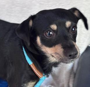 *MEOWTH, Chihuahua, adult, available for adoption