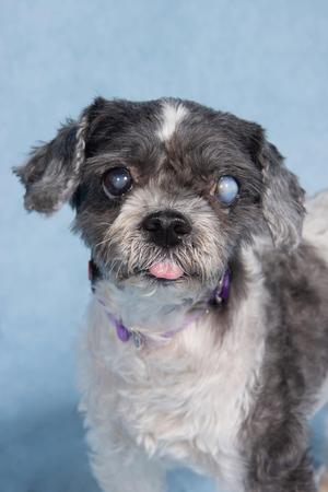 A close-up portrait of a small, fluffy dog with gray and white fur, dark eyes, and its tongue slightly sticking out.