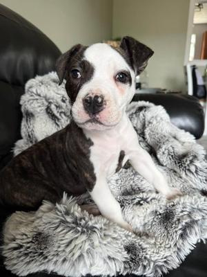 Angus, Mixed Breed, puppy, available for adoption