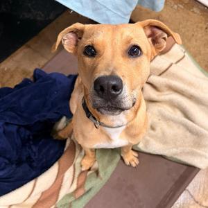 Linc, Pit Bull Terrier, puppy, available for adoption