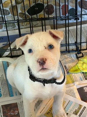Biggby, German Shepherd Dog / Husky, puppy, available for adoption