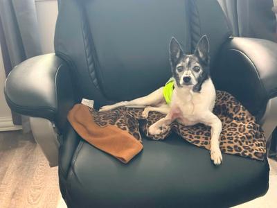 A black and white dog with a green bandana is lying on a leopard print blanket on a black leather chair.