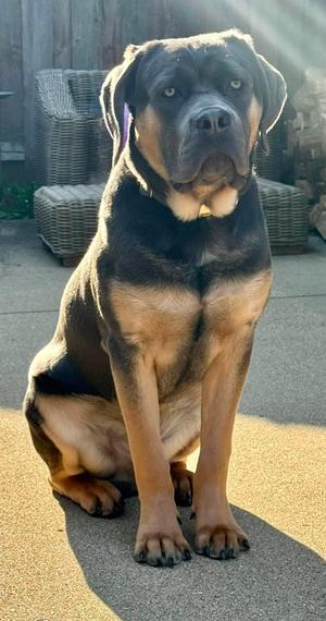 Leo, Cane Corso / Mastiff, young, available for adoption