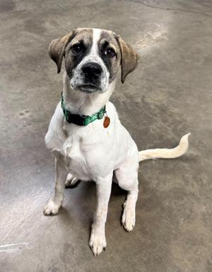 A medium-sized dog with a white body and tan/brown markings on its face and ears, wearing a green collar with a tag, sitting on a concrete floor.