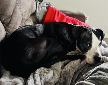 Betsy, Pit Bull Terrier / Great Dane, adult, available for adoption