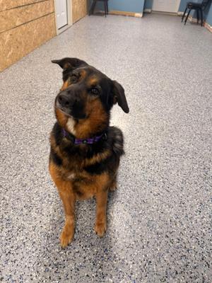 Maui, German Shepherd Dog, adult, available for adoption