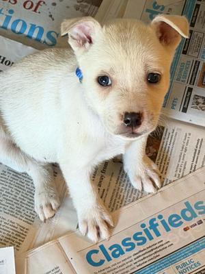 Dunkin, German Shepherd Dog, puppy, available for adoption