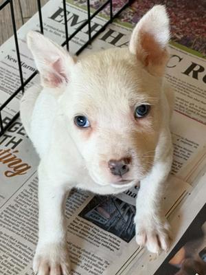 7 Brew, Husky / German Shepherd Dog, puppy, available for adoption