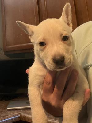 Starbucks, German Shepherd Dog / Husky, puppy, available for adoption
