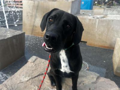 Lestat, Labrador Retriever, puppy, available for adoption