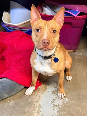 Bric, Bull Terrier, adult, available for adoption