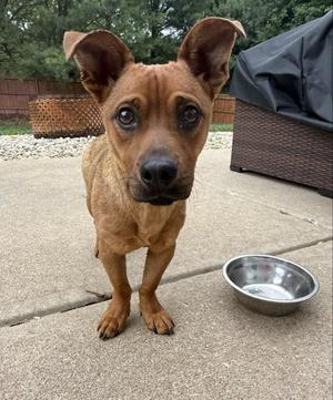 Pumbaa, Mixed Breed, puppy, available for adoption