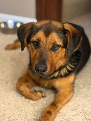 Myrtle, Hound / Shepherd, young, available for adoption