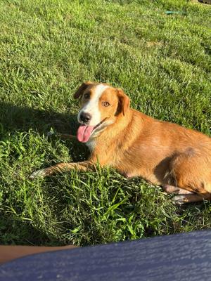 Sweet Potato, Mixed Breed, adult, available for adoption