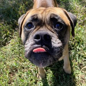 Omashu, Mixed Breed, young, available for adoption