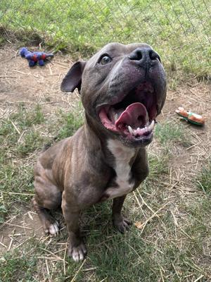 A brown and white pit bull terrier sitting on grass with its mouth open, looking up.