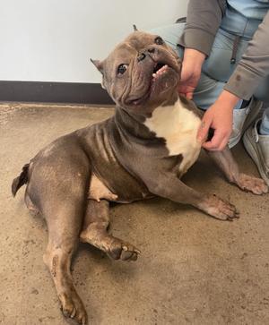 Niblet, Mixed Breed, adult, available for adoption