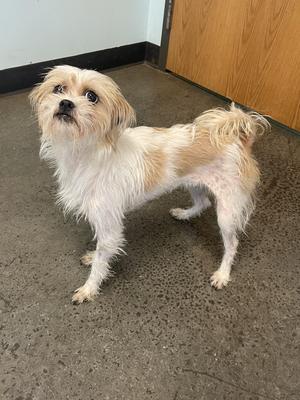 Cookie Cutter, Mixed Breed, adult, available for adoption