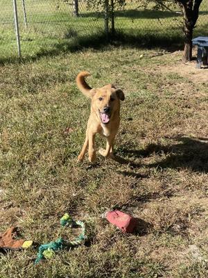 A happy brown dog with a wagging tail is running towards the camera in a grassy yard. The dog appears to be a mix breed with floppy ears and a playful expression. There are some dog toys scattered on the ground nearby, including a red ball and a green rope toy. The background shows a chain-link fence and a tree, suggesting a backyard setting.