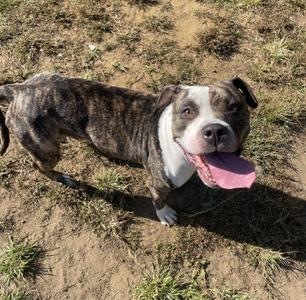 Eclair, Mixed Breed, young, available for adoption