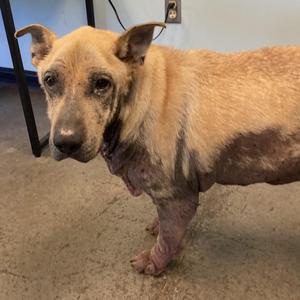 A dog with a thin coat and visible skin issues, standing on a concrete floor.
