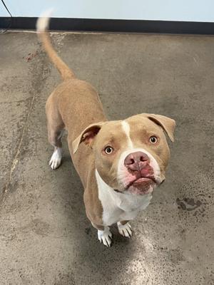 A brown and white dog with a pink nose and floppy ears standing on a concrete floor, looking up at the camera.