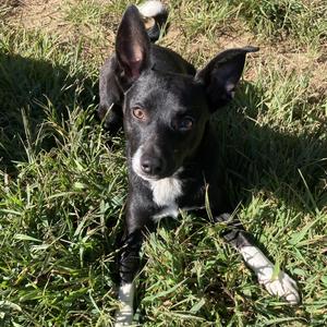 Nine, Mixed Breed, young, available for adoption