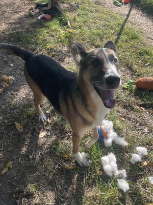 A black and tan dog with a white chest and paws, standing on grass and looking up with its mouth open, surrounded by scattered cotton balls.