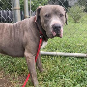 A gray dog with a red leash standing on grass in front of a chain-link fence.