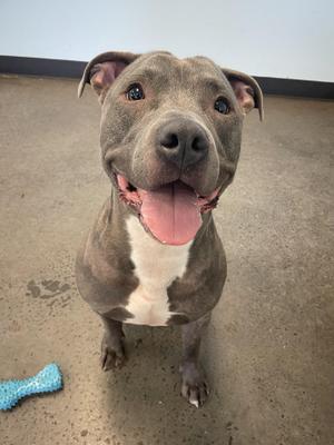A gray and white pit bull terrier with a happy expression, sitting on a concrete floor with a blue bone-shaped toy nearby.