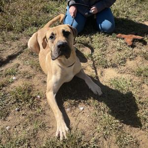 Dane, Great Dane / Mastiff, young, available for adoption