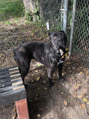 A black dog standing on a dirt path near a chain-link fence. The dog has a muscular build and is wearing a collar with a tag. There is a wooden bench to the left of the dog, and the ground is covered with leaves and some grass. The background includes a tree and more foliage.