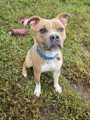 Nerf, Mixed Breed, young, available for adoption