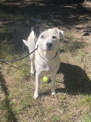 A white dog with black ears and a black nose is standing on grass, holding a green tennis ball in its mouth. The dog is wearing a black collar and leash. The background consists of grass and some shadows.