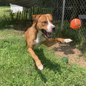 Olympian, Mixed Breed, young, available for adoption