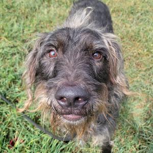 A close-up of a scruffy dog with long, wiry fur and expressive brown eyes, standing on a grassy field.